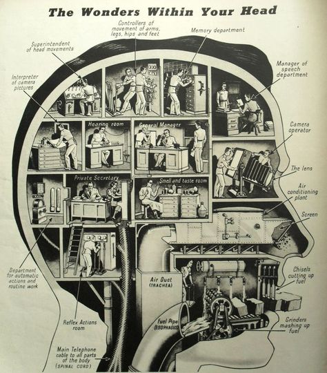 A Vintage Infographic of the Human Brain: The Wonders Within Your Head (1938) | Open Culture Mindfulness, Leadership, Your Head, Visual, Screen Plants, Neuroscience, Neurology, Medical, Psicologia