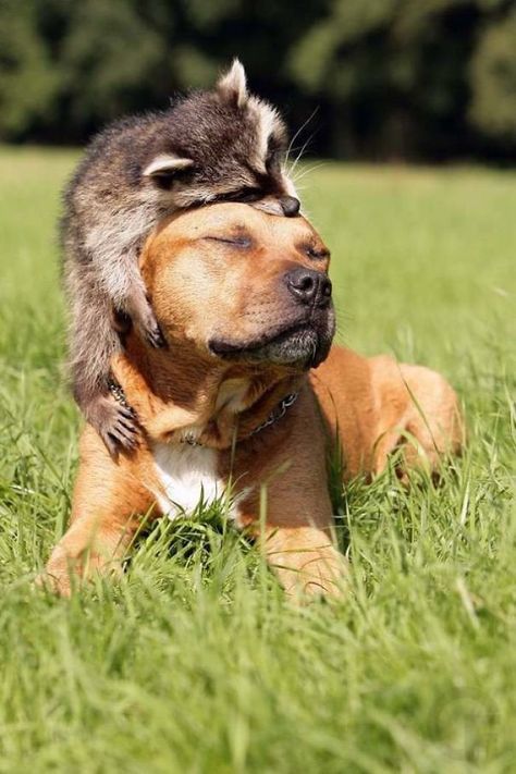 Dog And Raccoon Friendship Humour, Funny Animal Pictures, Dogs And Puppies, Labrador, Dogs, Funny Dogs, Rough Collie, Animals And Pets, Animals Friendship