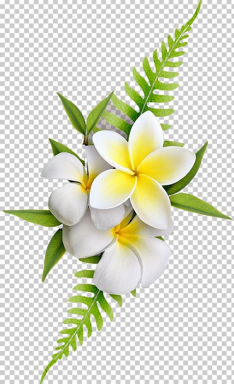 Flowers, Hoa, Flores, Bunga, Daun, Ilustrasi, Png, Frangipani, Flower Wallpaper