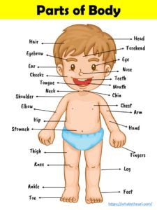 Share this on WhatsAppWe have prepared a chart based on “Parts of the human body” for kids. You can download the PDF below, Download:  Parts of Body Chart (Visited 1,244 times, 5 visits today) Teaching, Pre K, Parts Of The Body, Human Body Vocabulary, Body Parts Preschool, Body Parts For Kids, Human Body Parts, Lessons For Kids, Body Parts
