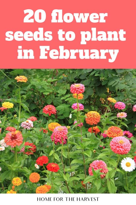 20 flower seeds to plant in February Diy, Planting Flowers, Outdoor, Growing Seeds, Planting Flower Seeds, Seasonal Flowers, Spring Blooming Flowers, Flower Seeds, When To Plant Seeds