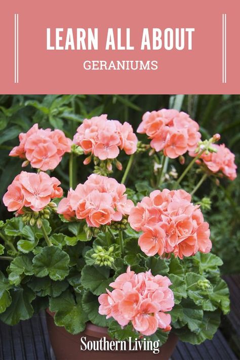 Gardening, Caring For Geraniums, Growing Geraniums, Geraniums Garden, How To Grow Geraniums, Geranium Care, Geranium Plant, Geranium Planters, Geraniums