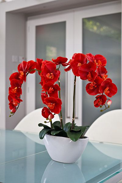 Image detail for -phalaenopsis orchid red description this plant is dramatic and ... Hoa, Tuin, Beautiful Orchids, Bloemen, Bunga, Beautiful Flowers, Orchids, Rosas, Dahlia