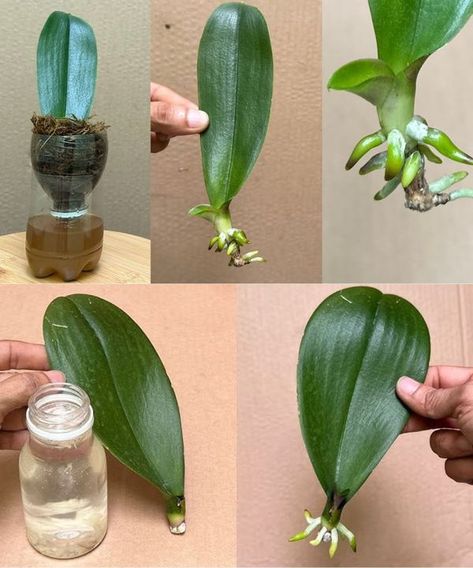 Gardening, Garden Care, Orchid Planters, Orchid Plant Care, Plant Care, Orchid Care, Orchid Plants, Orchids, Plant Roots