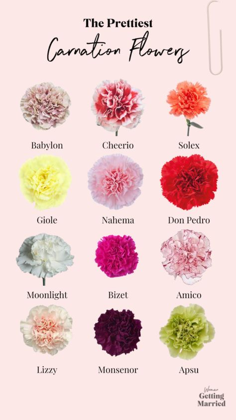 Floral, Nature, Gardening, Design, Carnation Colors, Red Carnation, Carnation Flower Meaning, Green Carnation, Carnation Meaning