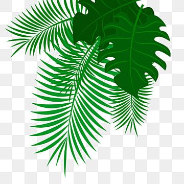 kelapa,daun,klip daun,pola dekoratif Adobe Illustrator, Design, Palmas, Coconut Vector, Bunga, Palm Leaves, Leaf Background, Leaf Border, Palm