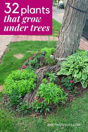 Trying to landscape a flower bed in your front yard underneath a tree and have no idea what to plant? It's not as hopeless as it seems. Here are 32 ideas of the best flowers, bushes, and ground cover you can grow. Shaded Garden, Outdoor, Plants For Landscaping, Perennial Garden, Shade Garden Plants, Landscaping With Trees, Landscaping Plants, Shade Landscaping, Landscaping Around Trees