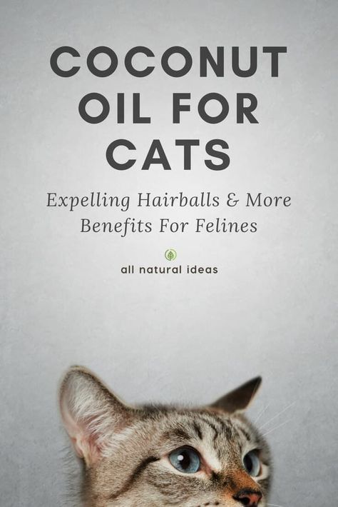Pet Care, Pet Health, Dog Cat, Cat Health, Coconut Oil For Cats, Cat Care, Cat Food, Benefits Of Coconut Oil, Coconut Health Benefits