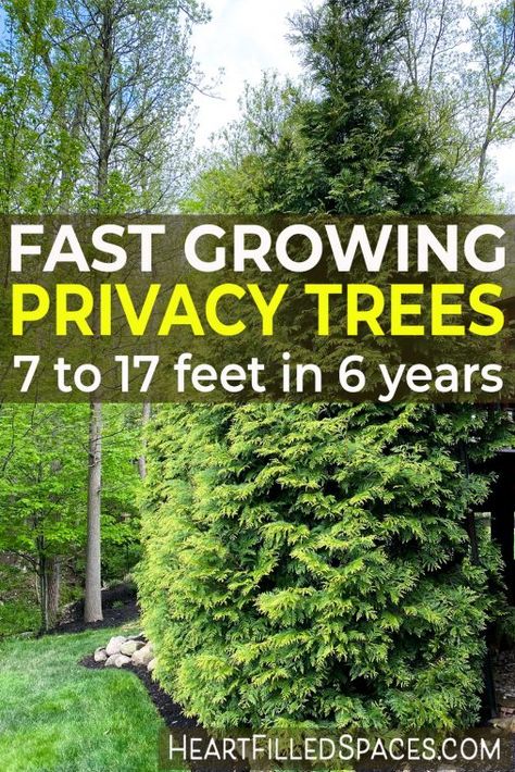 Garages, Decoration, Design, Inspiration, Home Décor, Fast Growing Privacy Shrubs, Fast Growing Trees, Shrubs For Privacy, Evergreen Trees For Privacy
