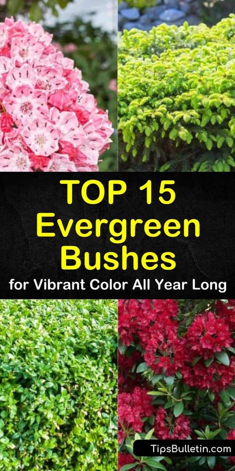 Learn how to use evergreen bushes to fill your backyards and front yards with vibrant color all year long. Evergreen shrubs are drought tolerant bushes that can thrive in shade to full sun depending on the variety. Learn how to use these hedges for privacy. #evergreen #evergreenbushes #bush Evergreen Shrubs, Evergreen Flowering Shrubs, Evergreen Plants, Full Sun Perennials, Full Sun Shrubs, Evergreen Bush, Flowering Shrubs, Shrubs, Shade Shrubs