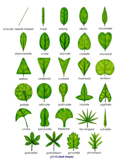 leaf shape - for leaf classification Nature, Leaf Identification, Leaf Shapes, Leaf Projects, Plant Classification, Leaves, Leaf Crafts, Tree Identification, Plant Identification