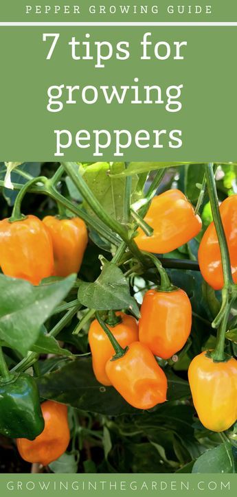 Garden Care, Gardening, Fruit, Growing Vegetables, Outdoor, Growing Bell Peppers, Pepper Plants, Growing Peppers, Growing Green Peppers