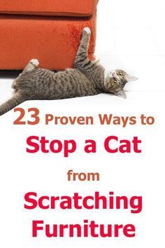 Cat Care Tips, Pet Hacks, Cat Scratching Post, Kitten Care, Cat Care, Cat Hacks, Dog Bed, Cat Owners, Cat Behavior
