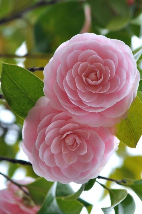 pretty camellia flower bush Flowers, Hoa, Flores, Rosas, Bloemen, Flower Aesthetic, Beautiful Roses, Rose Flower, Pretty Flowers
