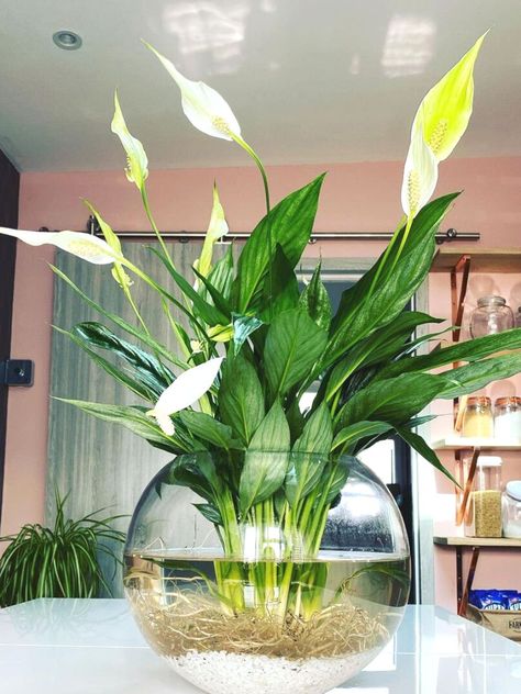 Hydroponic Peace Lily plant in water Gardening, Outdoor, Indoor Plants, Best Indoor Plants, Plants Grown In Water, House Plants Indoor, Indoor Water Garden, Growing Plants Indoors, Water Plants Indoor