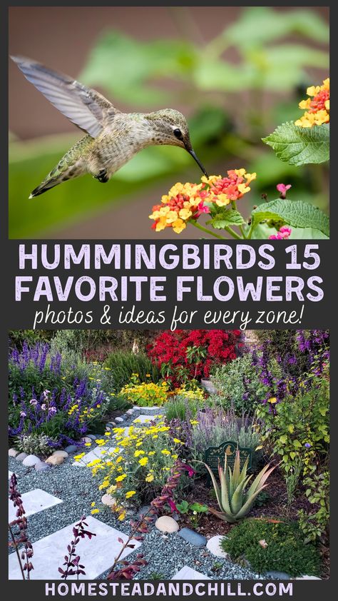 Summer, Nature, Diy, Flora, Gardening, Humming Bird Feeders, Bird Feeders, Plants For Hummingbirds, Hummingbird Habitat