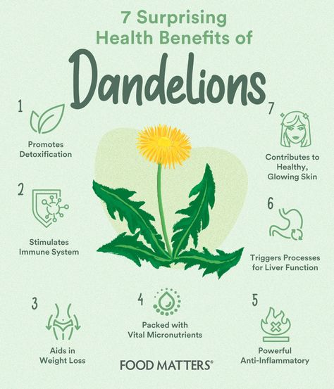 7 Surprising Health Benefits of Dandelions | FOOD MATTERS® Detox, Dandelion Health Benefits, Herbs For Health, Health Remedies, Holistic Health Remedies, Holistic Remedies, Herbal Healing, Herbalism, Health Benefits