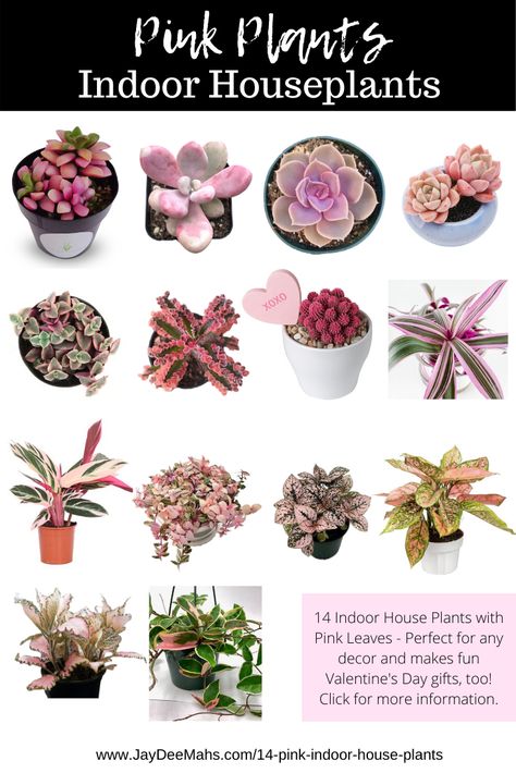 Planting Flowers, Roses, Decoration, Growing Plants, Small Plants, Planting Succulents, Indoor Flowers, Planting Herbs, Inside Plants