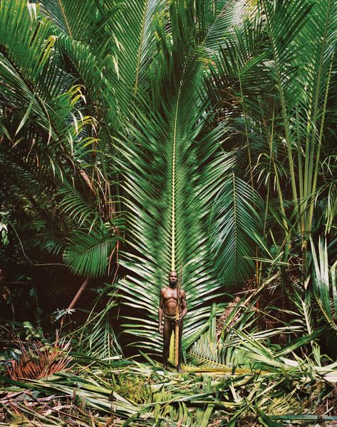 The Kombai · Avaunt Magazine Nature, Indonesia, Japan Travel, Guinea Africa, Sago Palm, West Papua, Papua, Denali National Park, Southeast Asia