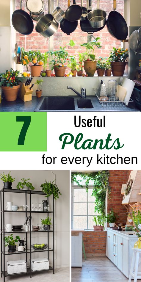 It is extremely popular to use some of the plants in the kitchen. Some of them serve only as decoration and some actually have significant purpose. Read more about 7 useful plants for your specific kitchen. Tell us your opinion on what can be added. Decoration, Home Décor, Kitchen Ideas, Inspiration, Home, Ideas, Interior, Popular, Design