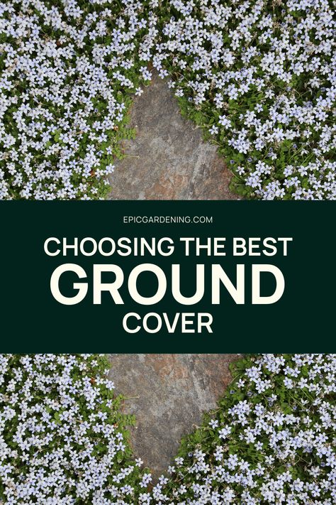 Thinking about replacing your lawn? Read this first! We've gathered our favorite ground cover plants to help you choose the best option for your growing conditions, including low light ground cover, partial sun plants, full sun plants, and drought-tolerant ground cover plants. These options are perfect for anyone who is trying to avoid soil erosion or reduce the time and energy it takes to maintain a lawn. See all of our top picks for low-maintenance ground cover plants here! Diy, Exterior, Ground Cover Plants Shade, Ground Cover Shade, Ground Cover Drought Tolerant, Evergreen Ground Cover Plants, Ground Cover Plants, Ground Covers For Sun, Best Ground Cover Plants