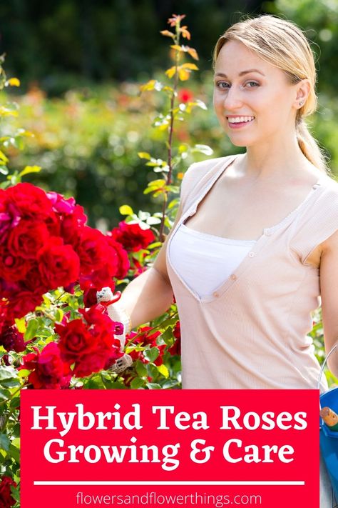 Hybrid Tea Roses Garden, Hybrid Tea Roses Care, Hybrid Tea Roses, Growing Roses, Tea Rose Garden, Planting Roses, Rose Plant Care, Flower Care, Tea Roses