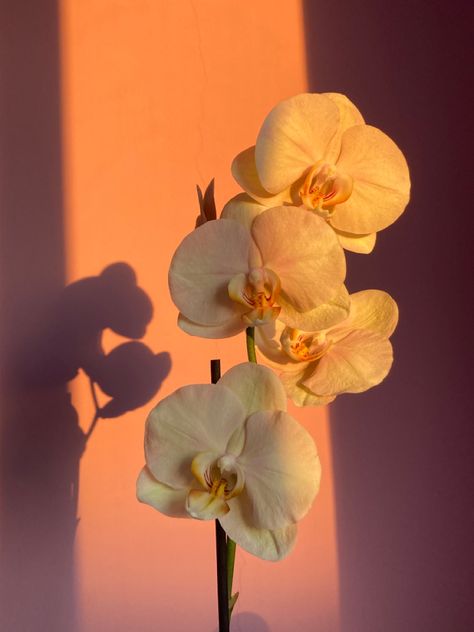 Nature, Flowers, Floral, Pink Orchids, Orchid Wallpaper, White Orchids, Blooming Orchid, Yellow Orchid, Orchids