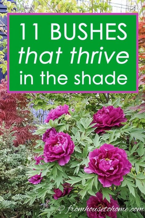 This list of bushes that thrive in the shade is AWESOME! So many beautiful flowers and they are all perennials that will look gorgeous in my garden design. #fromhousetohome #shrubs #gardenideas #shadegarden  #shadelovingshrubs #shadeplants Shaded Garden, Planting Flowers, Organic Gardening, Shade Loving Shrubs, Ground Cover Plants, Shrubs, Evergreens For Shade, Shade Perennials, Flowering Shrubs