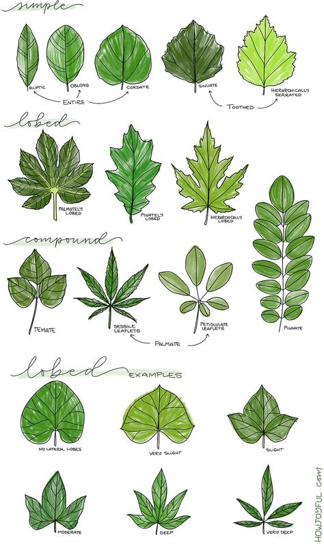 Learn how to draw a leaf step by step in this tutorial where we will go from super simple and easy, to drawing specific leaves and coloring them. #drawingleaf #drawingleafs #doodleleaf #doodleleaves #leafdrawing #leavesdrawing #bujoleaf #bulletjournaldoodle #doodle Painting & Drawing, Drawing Techniques, Nature, How To Draw Trees, How To Draw Nature, Leaf Coloring, Leaves Sketch, Leaf Drawing, Leaves Doodle