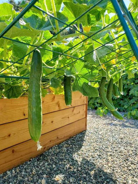 How to Grow and Support Cucumber Plants (Cucumber Trellis Ideas) ~ Homestead and Chill Growing Vegetables, Indore, Trellis, How To Grow Cucumbers, Cucumber Gardening, Cucumber Seedlings, Vegetable Garden Trellis, Cucumber Plant, Cucumber Trellis Diy