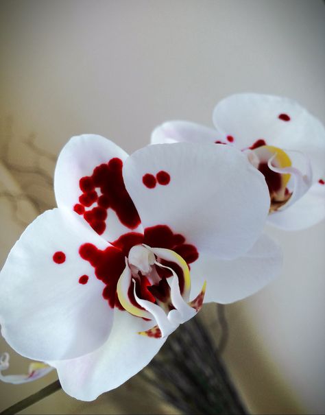 "Dexter" Orchid, Blood Splatter Analyst. Spotted Phalaenopsis. Floral, Nature, Phalaenopsis Orchid, Phalaenopsis, Orchidaceae, Orchid Flower, Orchid, Orchid Plants, Red Orchids