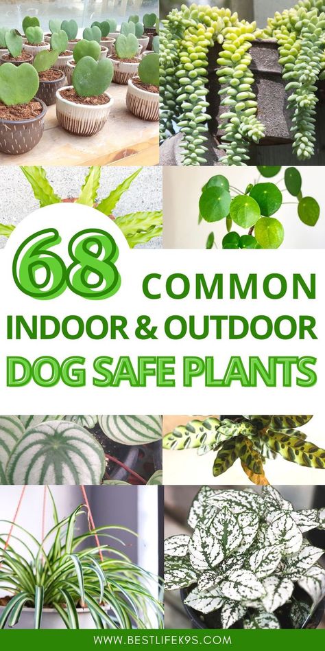 Dog Friendly Plants Indoor and Outdoor Safe House Plants, Indoor Plants Pet Friendly, Dog Friendly Garden, Dog Friendly Plants Indoor, Dog Safe Plants Indoor, Dog Friendly Backyard, Plants Pet Friendly, Dog Friendly Plants, Dog Safe Plants