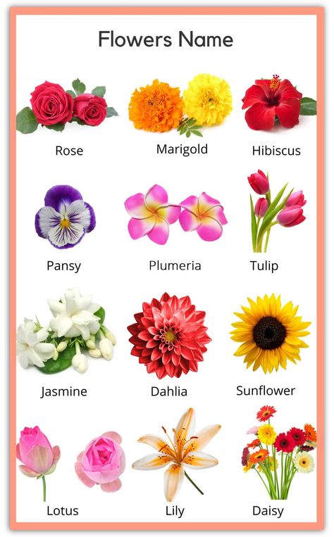 Hibiscus, Floral, Flowers Name List, All Flowers Name, Flowers Name In English, Flower Chart, Flower Names, Flower Guide, List Of Flowers