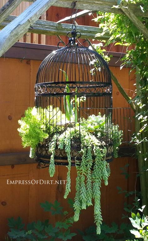 Free a birdcage! Plant succulents. I'm totally doing this!! @chantellep13 you can help me! Time for a thrift shop hunt! Raised Garden Beds, Back Garden Landscaping, Backyard Landscaping, Backyard Garden, Garden Beds, Raised Garden, Landscaping Tips, Small Backyard, Garden And Yard
