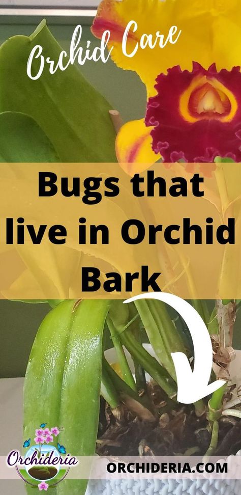 This article will focus on the specific bugs found in fir bark, pine bark, redwood bark, cypress bark, or any type of store-bought bark, all used for orchids. Fruit, Bugs And Insects, Ideas, Gardening, Om, Orchid Pests, Pests, Types Of Orchids, Growing Orchids