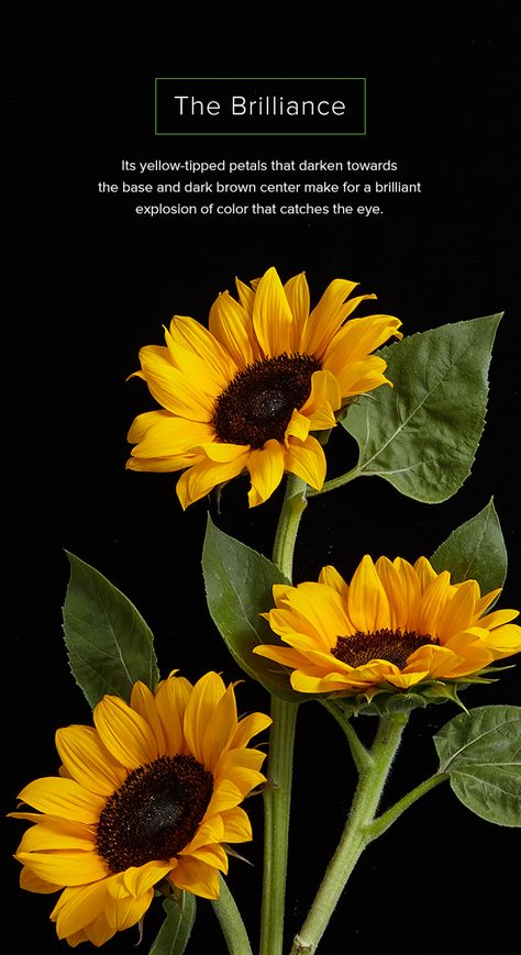 Inspiration, Nature, Sunflowers, Sunflower Leaves, Sunflower Flower, Sunflower, Sunflower Facts, Sunflower Pictures, Sun Flowers