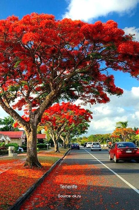 10 World’s Most Stunning Flowering Tree Displays 57 Nature, Trees, Nature Photography, Beautiful Gardens, Flowering Trees, Beautiful Places Nature, Beautiful Nature Scenes, Beautiful Scenery Nature, Beautiful Landscape Wallpaper