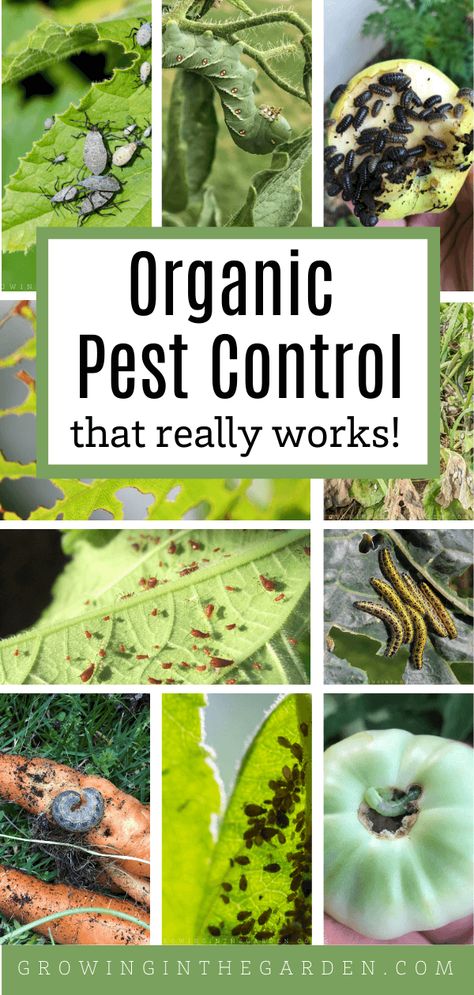 Pest Spray, Organic Insecticide, Foliar Spray, Organic Gardening Pest Control, Diy Pest Control, Natural Pesticides, Garden Remedies, Organic Pest Control, Organic Pesticide