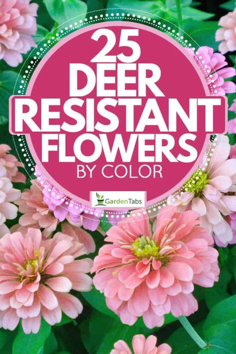 Fashion, Deer, Planting Flowers, Flowers, Flower Garden, Deer Proof, Woodland Garden, Deer Food, Annual Flowers