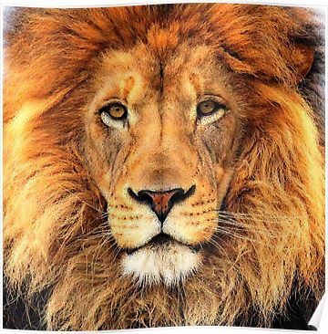 Beautiful Lion Face Wild Cat Glare Poster Animal Kingdom, Leon, Cheetahs, Jaguar, Lions, African Lion, Lion, Lion Face, Lion Pictures