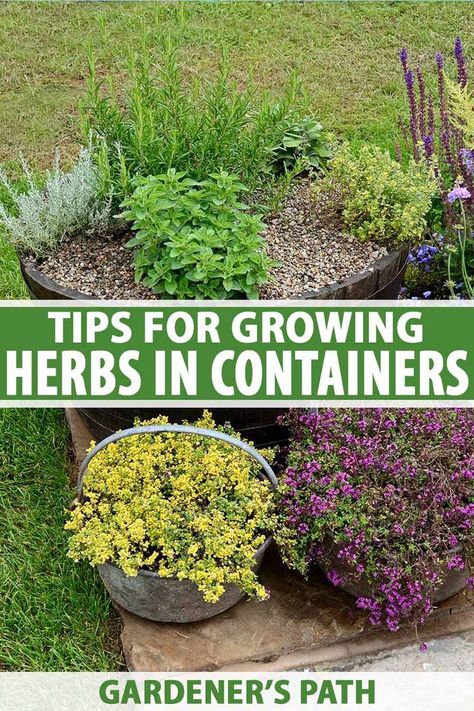 Gardening, Fresco, Growing Herbs In Pots, Planting Herbs, Herb Garden Pots, Growing Herbs, Container Gardening Vegetables, Small Herb Gardens, Container Herb Garden