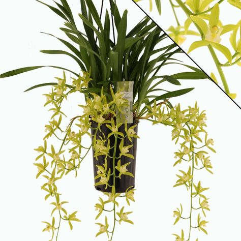 Cascade cymbidium "Pumilow" flowering January-February Plants, Flowers, Orchid, Orchids, Beautiful Orchids, Cascade, Botanica, Botanical, Garden