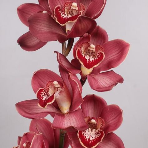 Cymbidium Orchid Lucifer is a strong, seasonal Red cut tropical orchid. It is approx. 80cm. Nature, Cymbidium Orchids, Orchid Flower, Red Orchids, Wholesale Flowers, Floristry, Flower Arrangements, May Flowers, Orchids