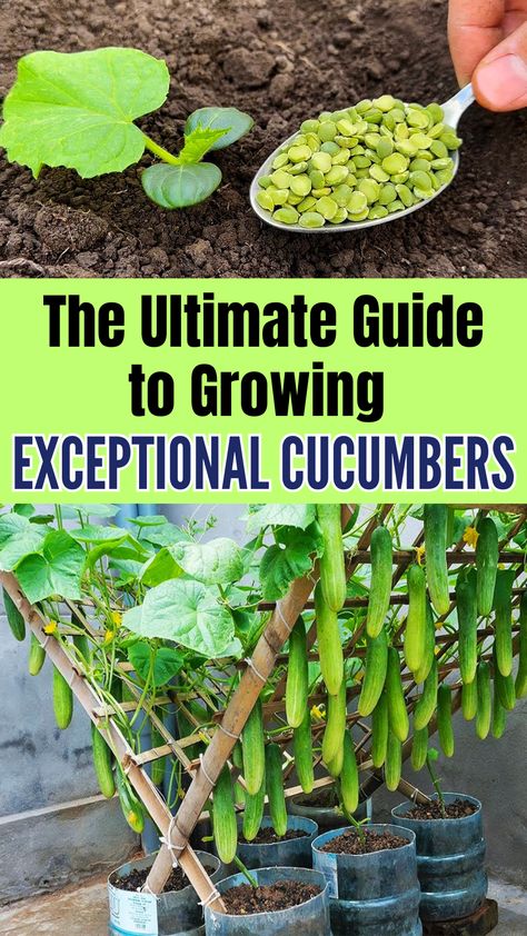 The Ultimate Guide to Growing Exceptional Cucumbers Growing Vegetables, Gardening, Vegetable Garden, Cucumber Companion Plants, Cucumber Varieties, Cucumber Plant, Cucumber Gardening, Cucumber Seeds, Veg Garden