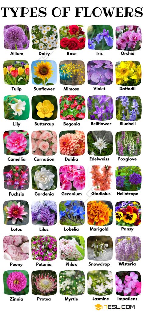 Aesthetic Types List With Pictures, Names Of Flowers, Types Of Flowers Drawing, Types Of Flowers Tattoo, Flowers And Their Meanings, Flower Types Chart, All Flowers Name, Pretty Flower Names, Cover Ups Tattoo