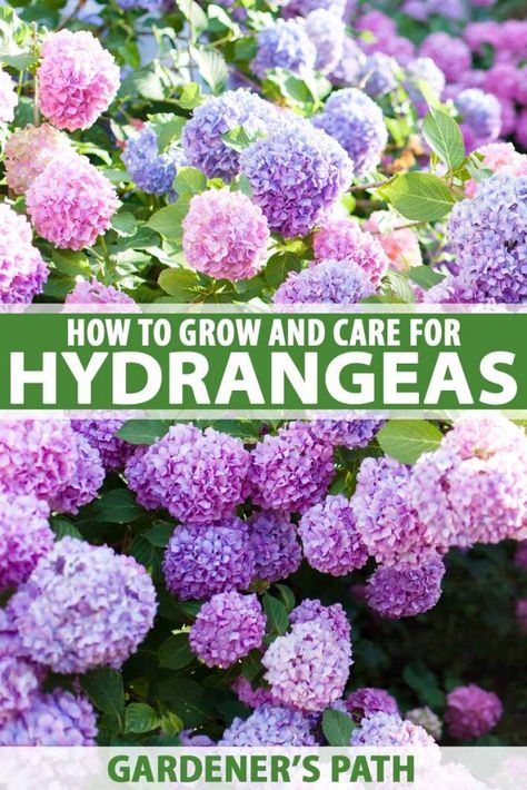 Oregon, Planting Flowers, Shaded Garden, Planting Hydrangeas, Growing Hydrangeas, Flowering Shrubs, Hydrangea Shrub, Shrubs, Hydrangea Landscaping