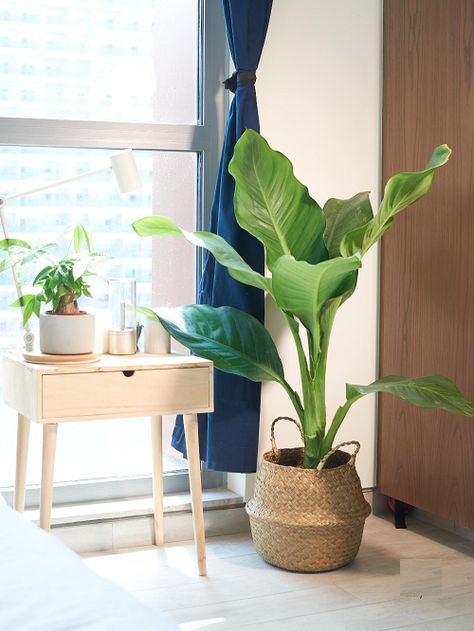 12 Indoor Plants That Look Like A Banana Tree Indore, Decoration, Home Décor, Design, Gardening, Plants, Banana Plants, Bamboo Plants, Best Indoor Plants