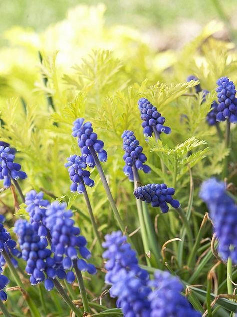 Create a stunning spring-blooming garden with bold Grape Hyacinth. More early-season flowers: http://www.bhg.com/gardening/flowers/perennials/early-blooming-flowers/?socsrc=bhgpin050213grapehyacinth=9 Shaded Garden, Gardening, Gardening Supplies, Winter, Nature, Early Spring Flowers, Spring Bulbs, Spring Garden, Spring Landscaping