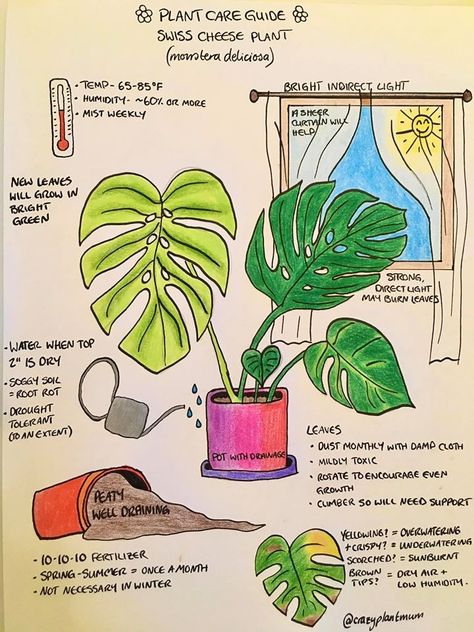 Gardening, Floral, Plants, Nature, Plant Care, Plant Life, Plant Guide, Monstera Deliciosa Care, Plant Mom