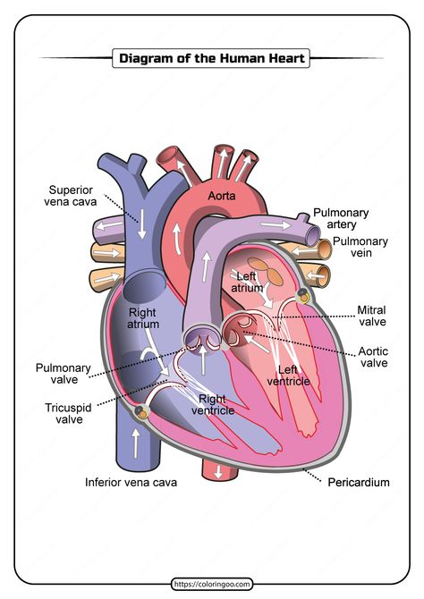 Free Printable Diagram of the Human Heart. #free #printable #diagram #humanheart #human #heart #pdf #worksheet Biology Diagrams, Biology Facts, Parts Of The Heart, Anatomy Flashcards, Biology Notes, Basic Anatomy And Physiology, Human Organ Diagram, Science Diagrams, Nursing Notes